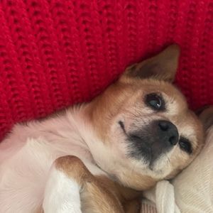 Meet your Posher, Rob